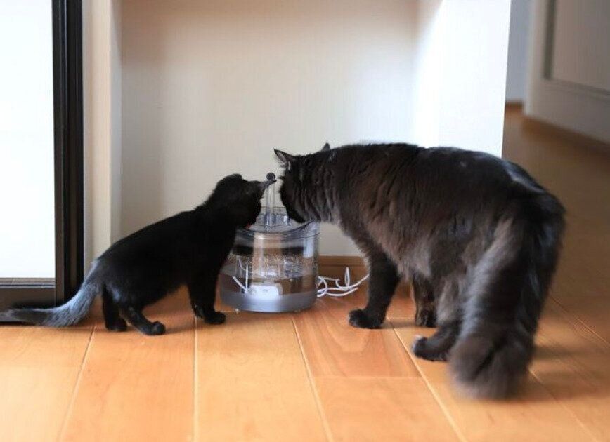 新入り子猫・まくろくんに水飲み場を教えるおこげくん