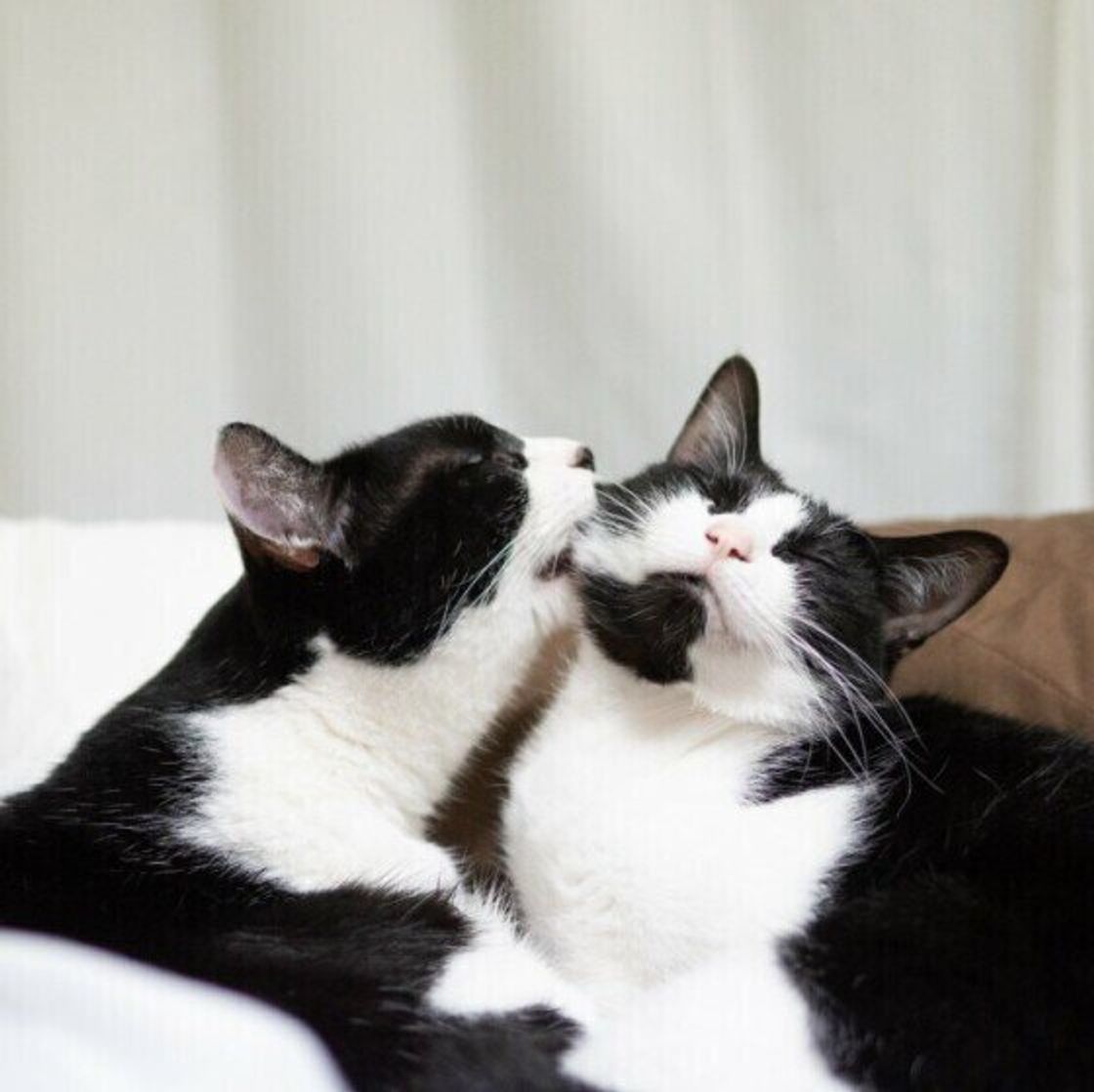 オス猫が子育てをすることもあるってホント 面倒見がいい猫の特徴 ねこのきもちweb Magazine オス猫が子育てをすることもあるってホント 面倒見がいい猫の特徴 ねこのきもちweb Magazine