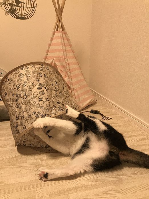 猫部屋にテント置いたら思ったより林間学校だこれ