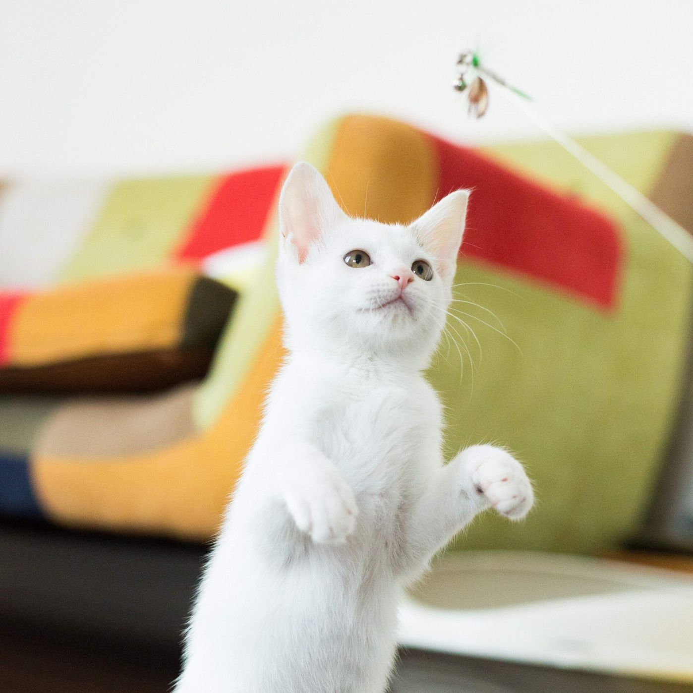 一緒にストレス解消 おうち時間を猫と楽しむ ハンター遊び って ねこのきもちweb Magazine 一緒にストレス解消 おうち時間を猫と楽しむ ハンター遊び って ねこのきもちweb Magazine