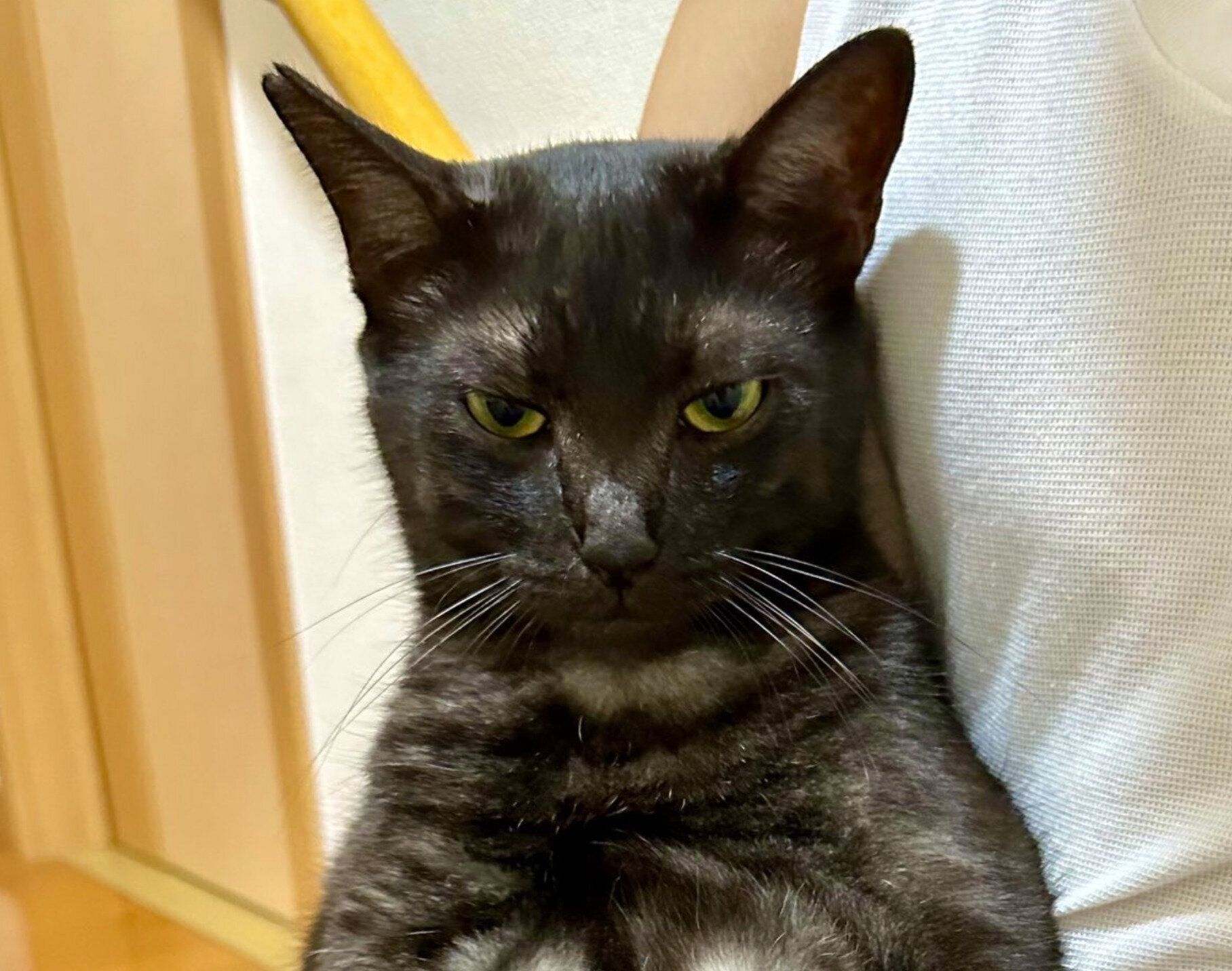 ムスッとした表情をする虎くん