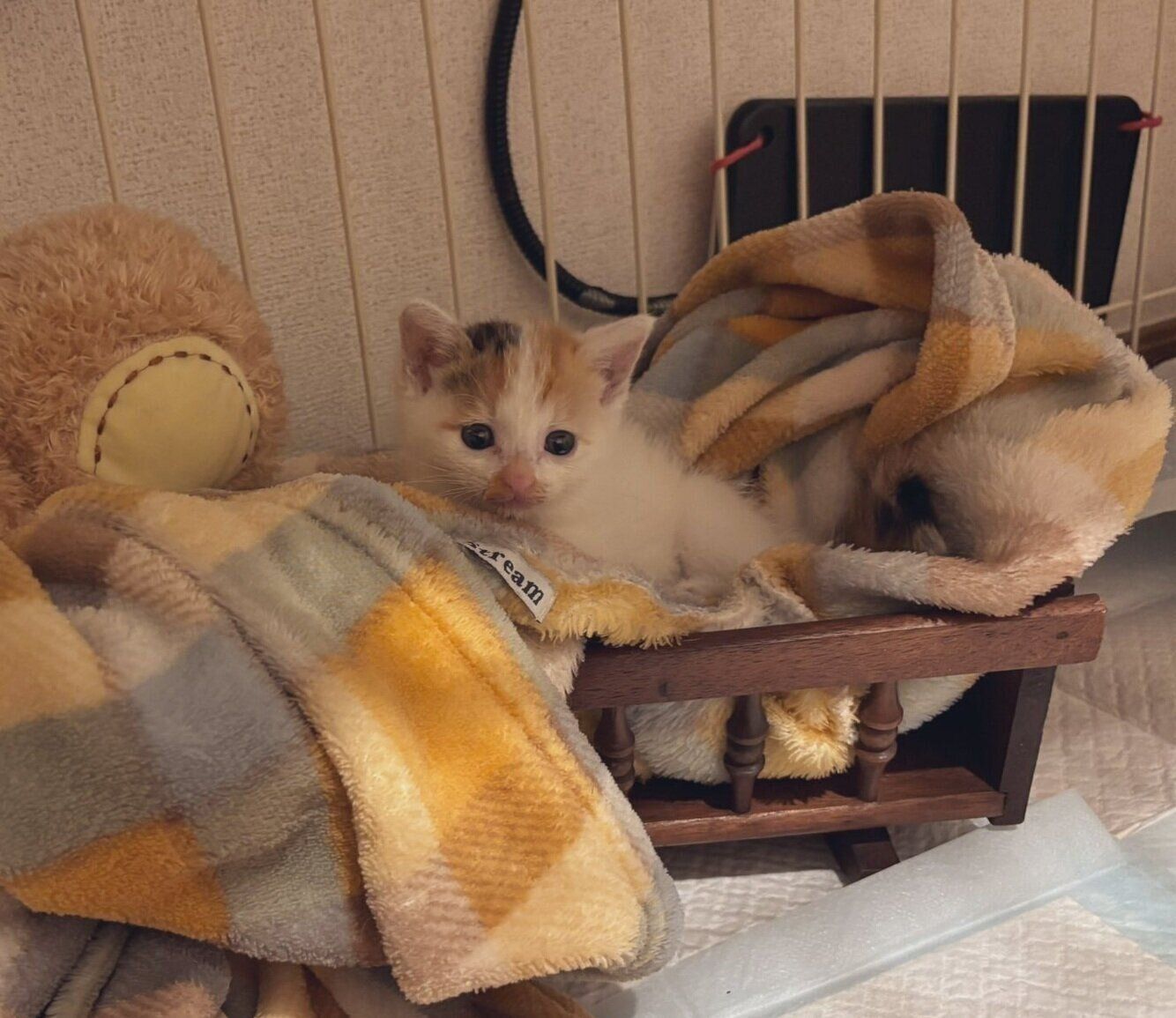 迎え入れ当時のみっけちゃん。小さなベッドに入る姿がかわいい