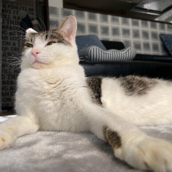 キジトラ猫の幸ちゃん