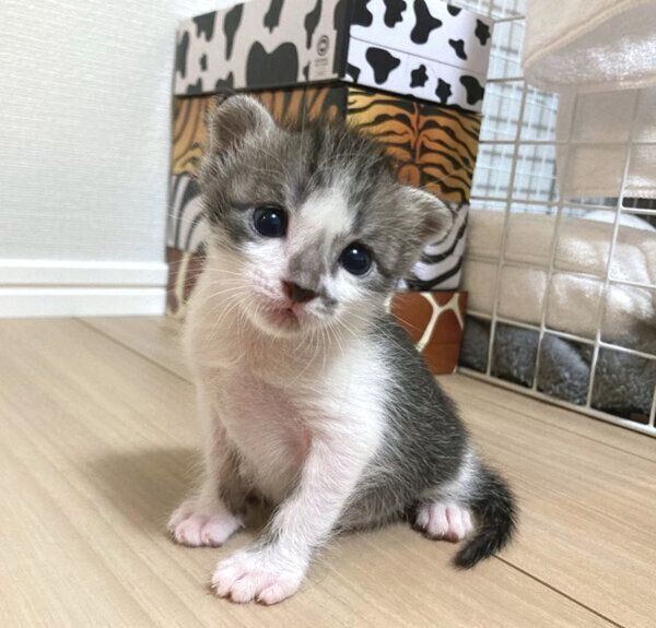 見つめるししゃもちゃん