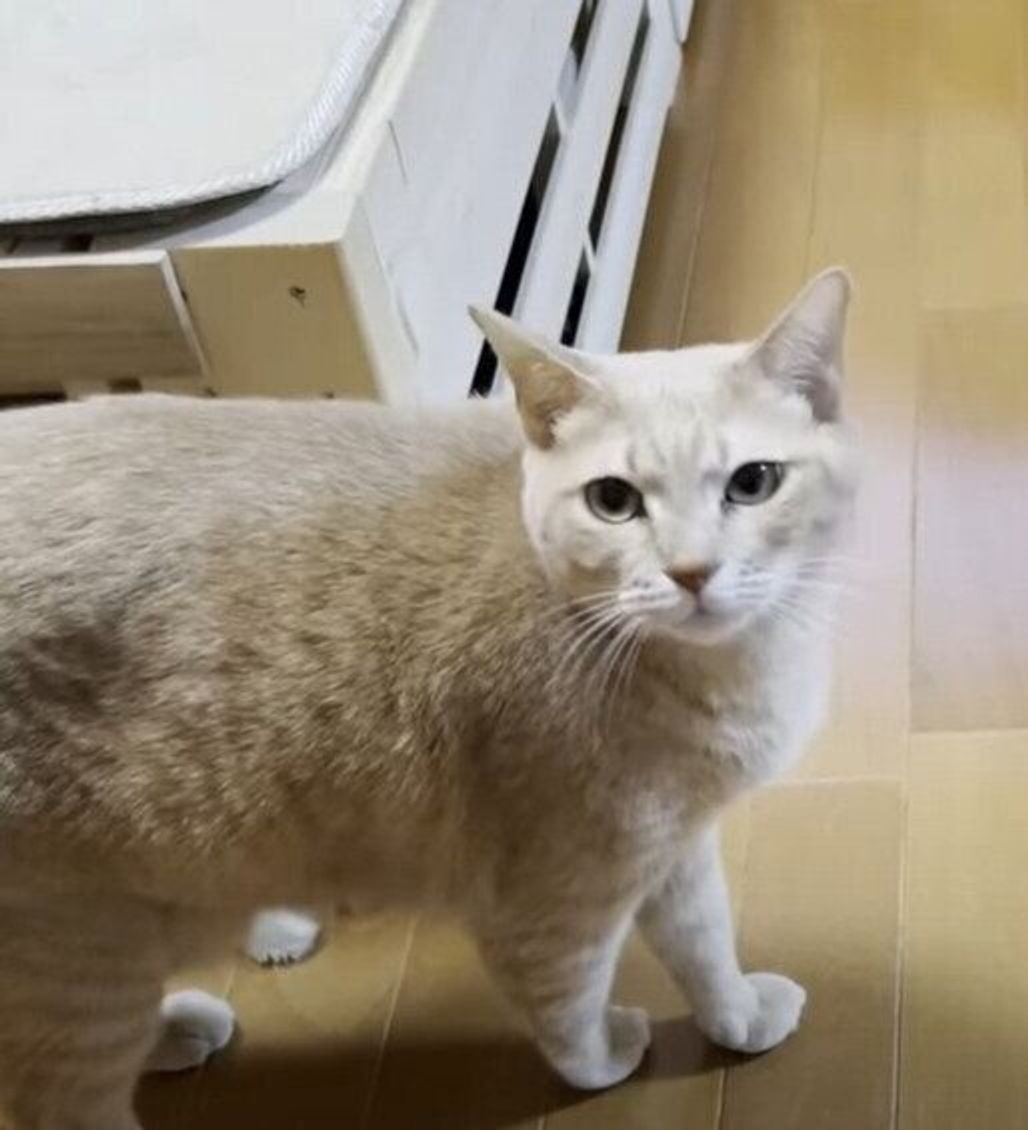 控えめな猫 お父さん ゴハンの準備お願い と膝にそっと手を添える ねこのきもちweb Magazine 控えめな猫 お父さん ゴハンの準備お願い と膝にそっと手を添える ねこのきもちweb Magazine
