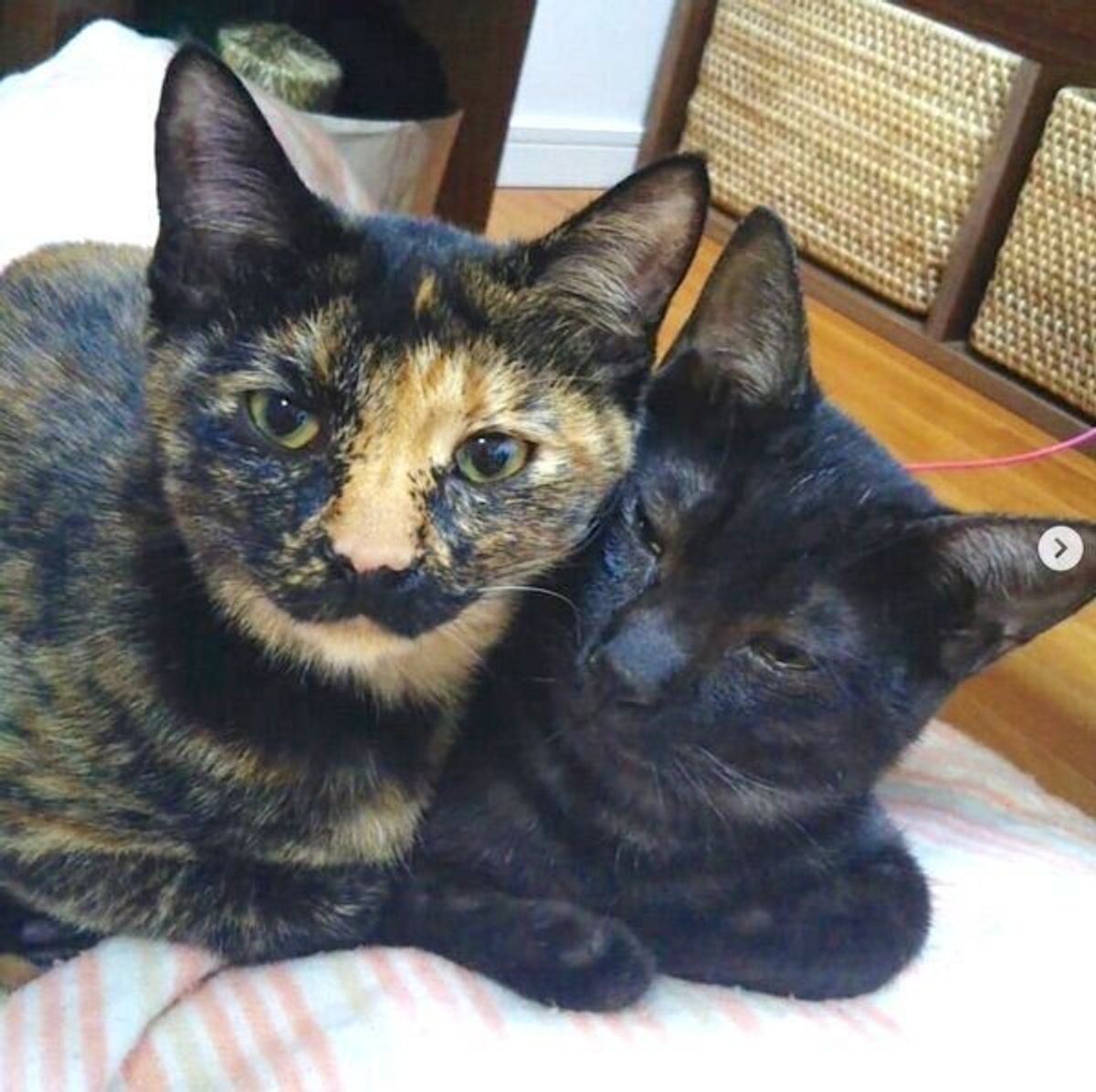 きょとん顔 がクセになる可愛さ 人気沸騰中の 猫のあみぐるみ作品 の魅力がスゴかった ねこのきもちweb Magazine きょとん顔 がクセになる可愛さ 人気沸騰中の 猫のあみぐるみ作品 の魅力がスゴかった ねこのきもちweb Magazine