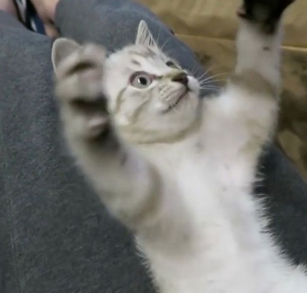 バンザイする猫