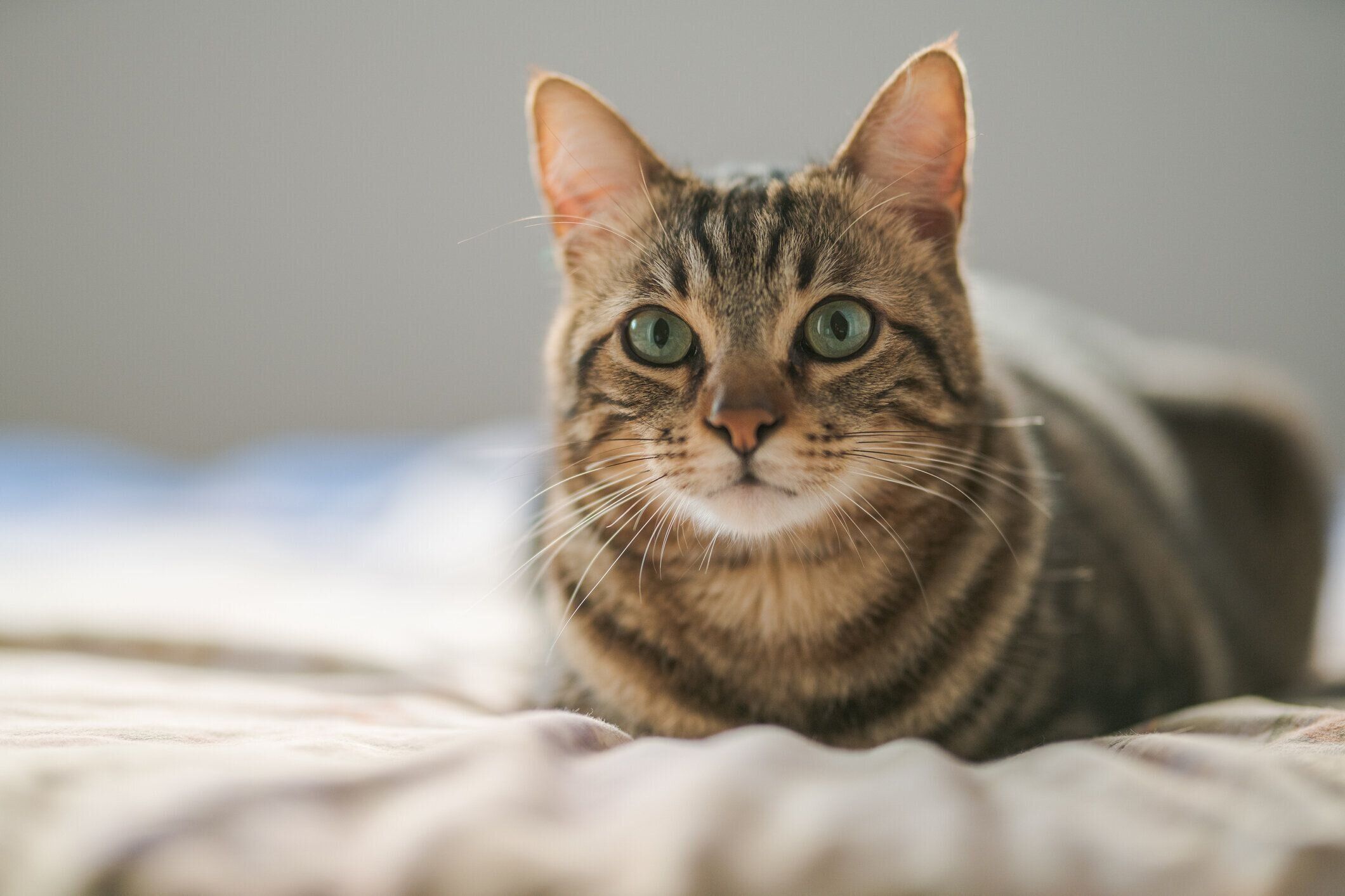 こちらを見つめる猫