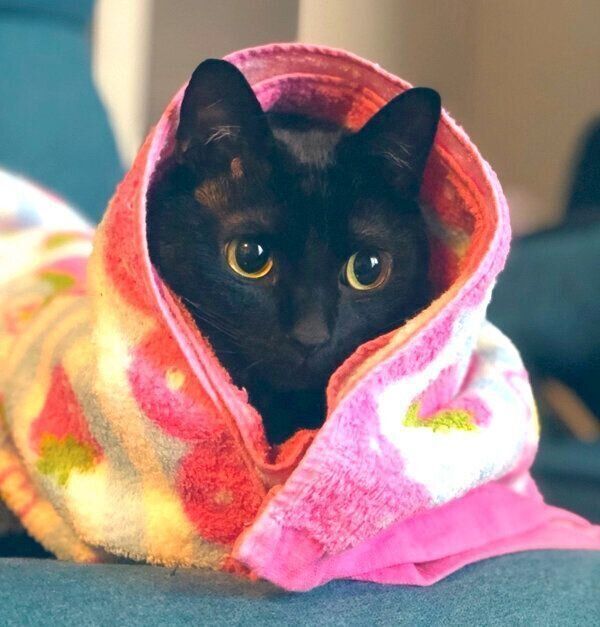 タオルにくるまるこねろくくん