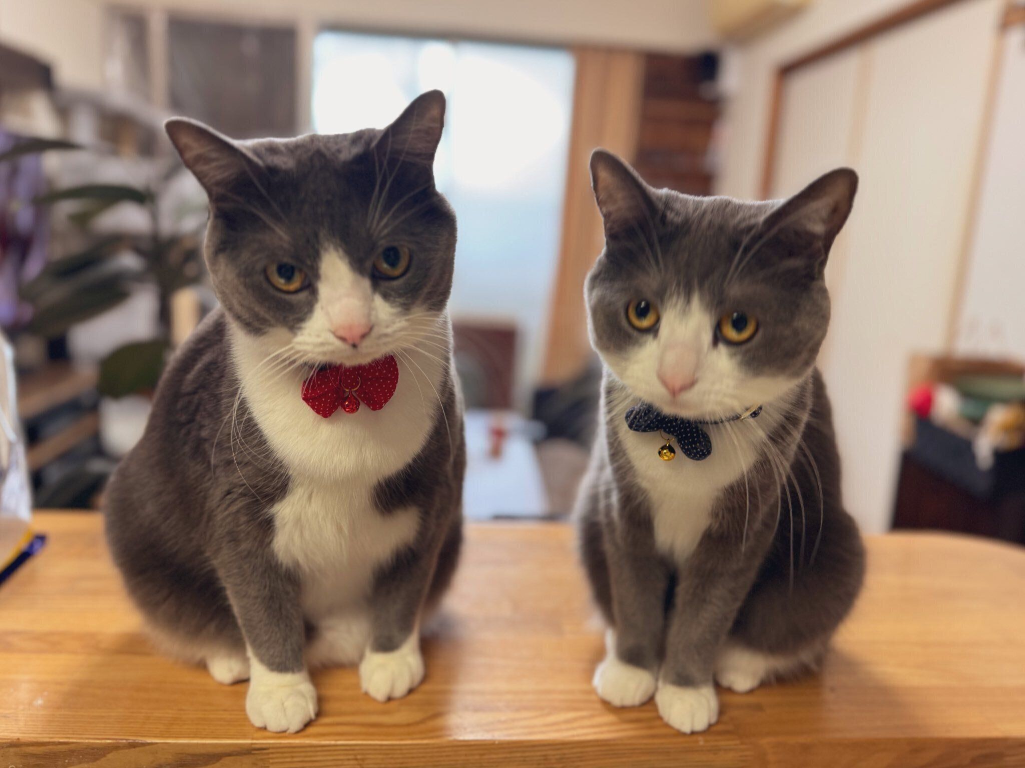 見つめるごましおくん、しらたまくん