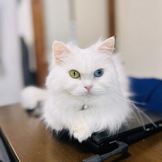 パソコンの上に乗るスコティッシュフォールド