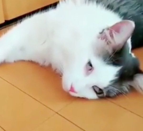 白目で爆睡するノルウェージャンフォレストキャット