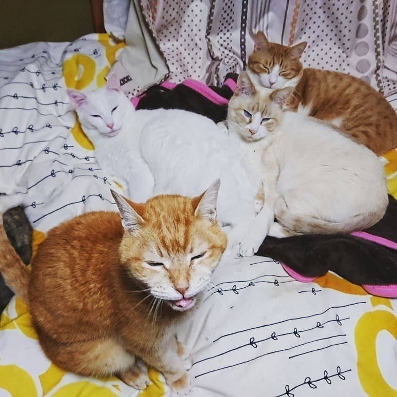 元保護猫たちの猫団子