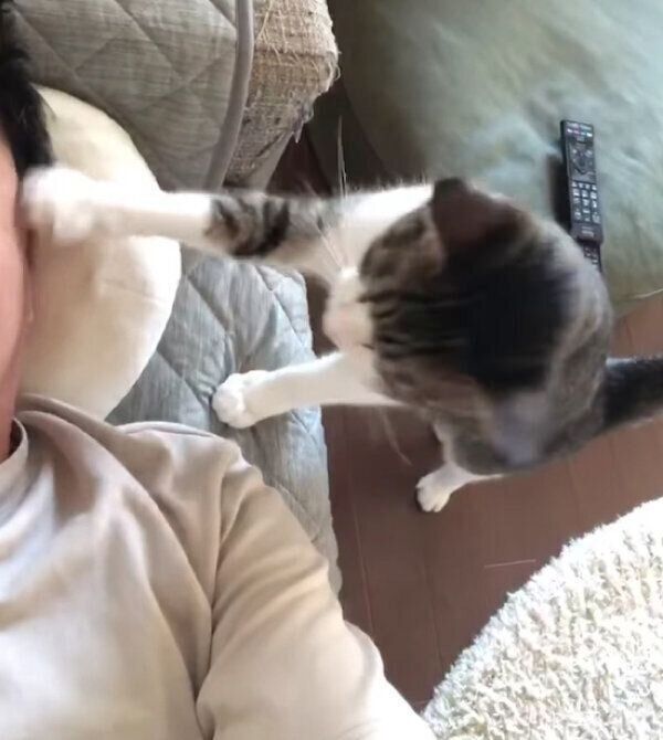 パパさんのことをトントン叩くシシまるくん