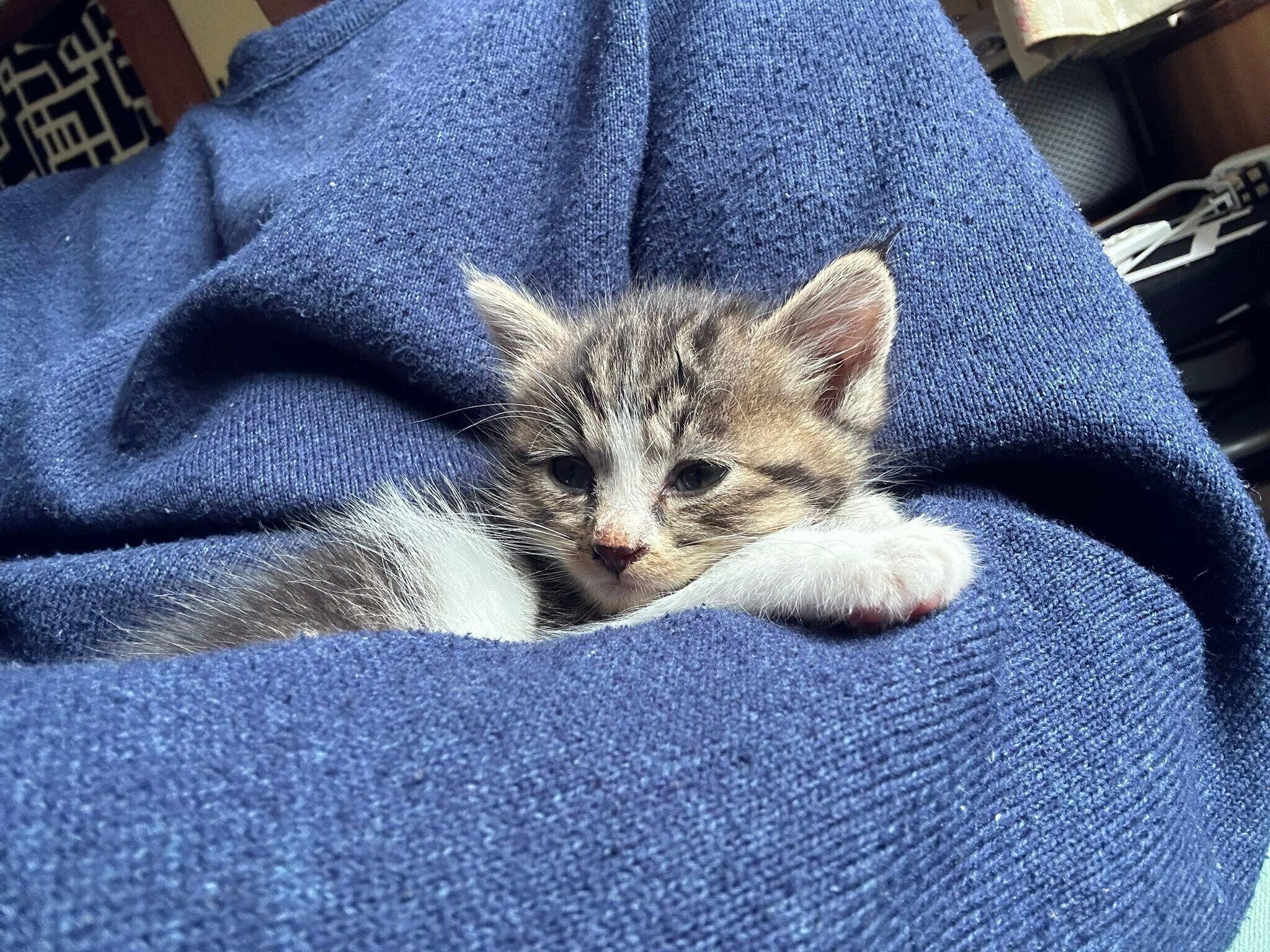 まだまだ小さかったサクラちゃん