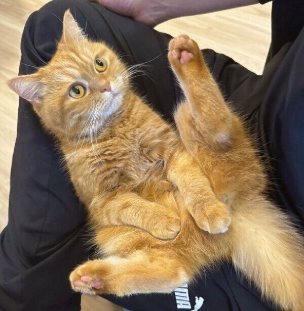 飼い主さんの膝の上でくつろぐにゃむちゃん