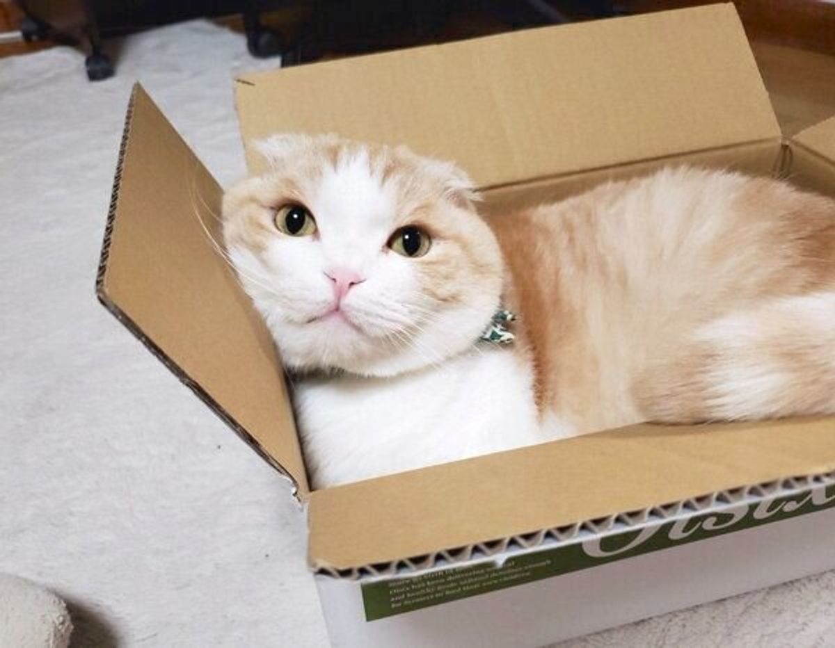 想像の斜め上を行ってた ビニール袋をまとって走る猫の姿に思わずツッコミ ねこのきもちweb Magazine 想像の斜め上を行ってた ビニール袋をまとって走る猫の姿に思わずツッコミ ねこのきもちweb Magazine