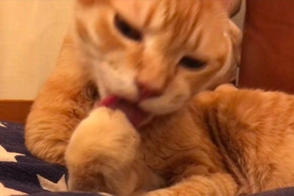 前足をなめるのが好きなニャンコ