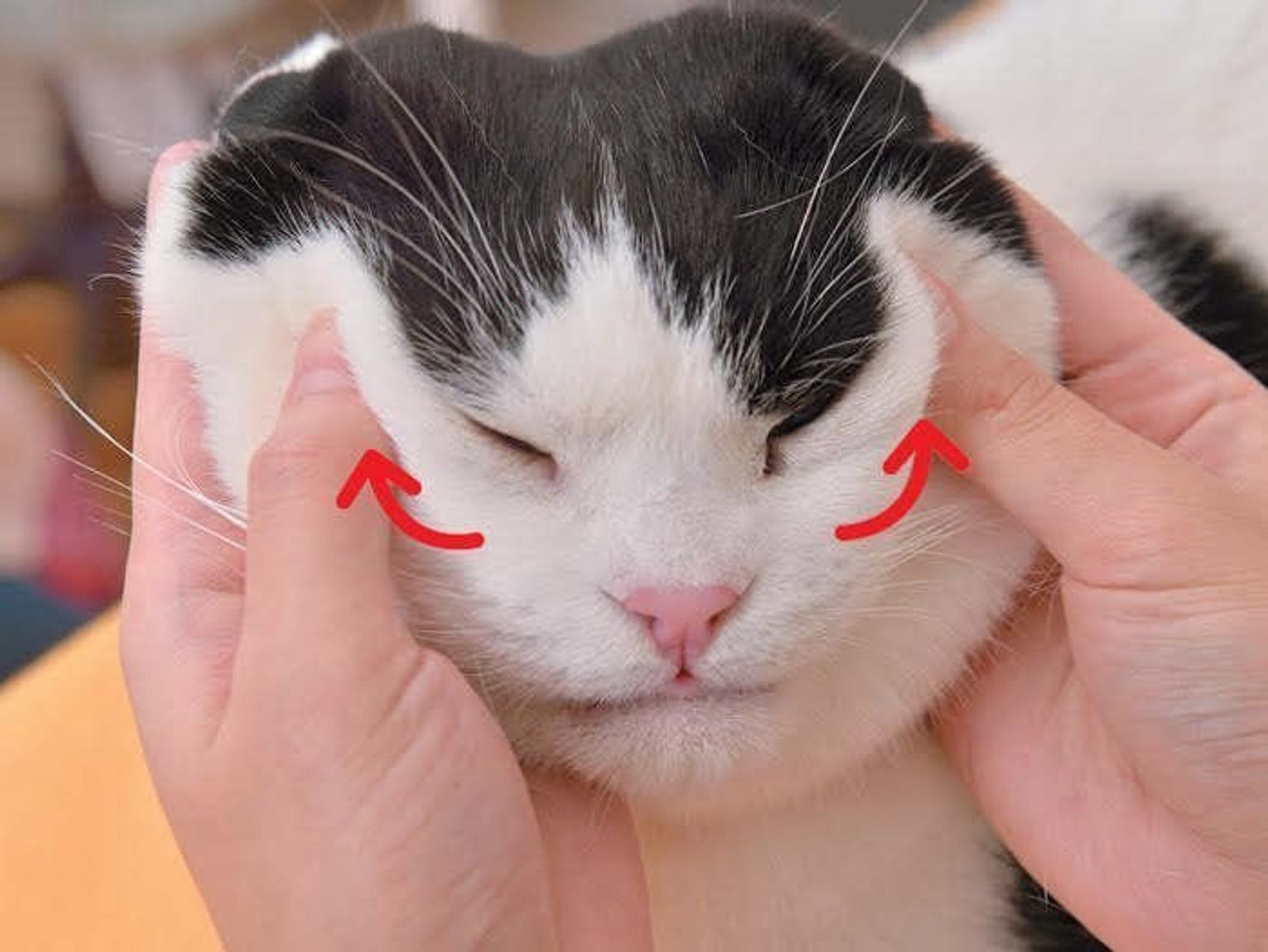 予防にも効果的 猫カゼの症状を楽にしてくれるマッサージとは ねこのきもちweb Magazine 予防にも効果的 猫カゼの症状を楽にしてくれるマッサージとは ねこのきもちweb Magazine