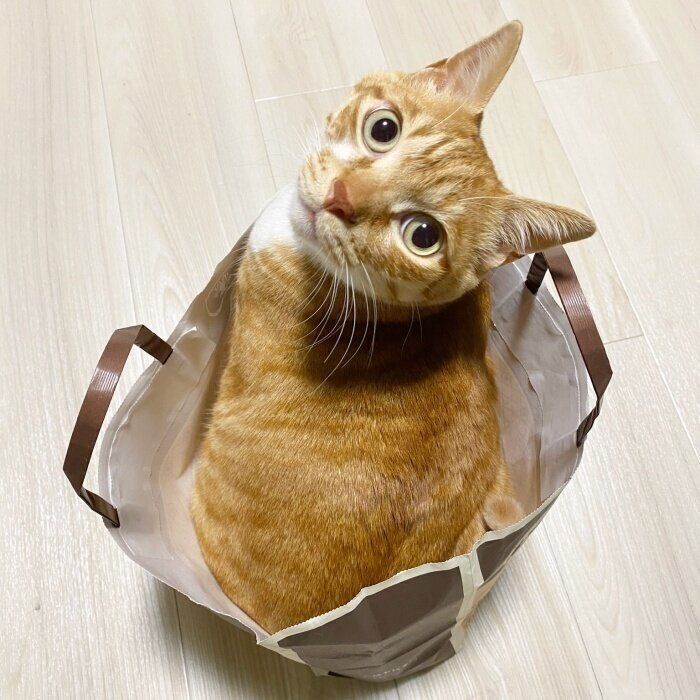 カメラを見つめるネイ治郎くん