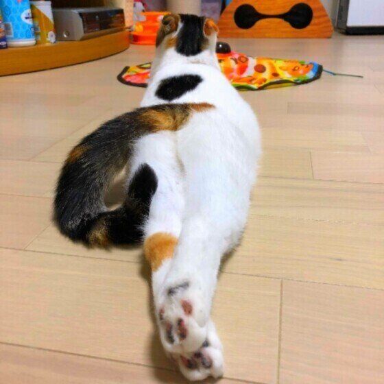 おしりを向ける猫