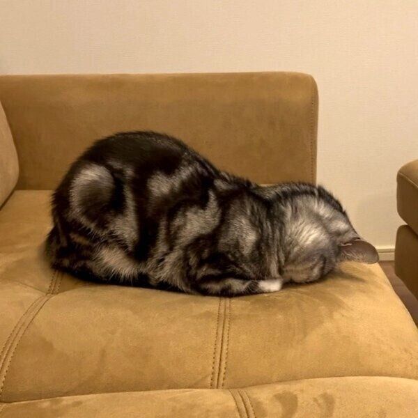 ごめん寝するあんこくん