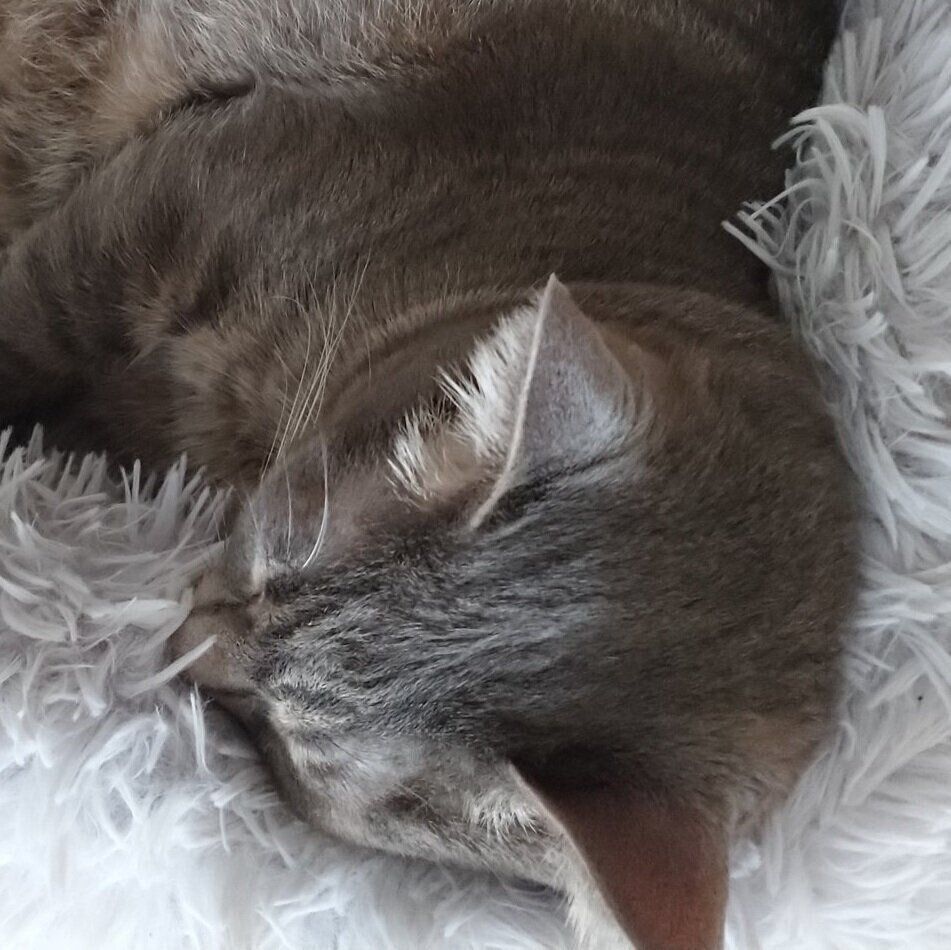 モフモフのベッドで眠るベスカーくん