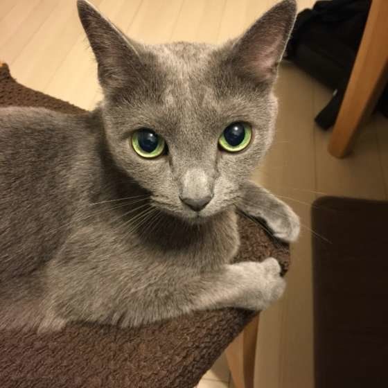 見つめるロシアンブルー