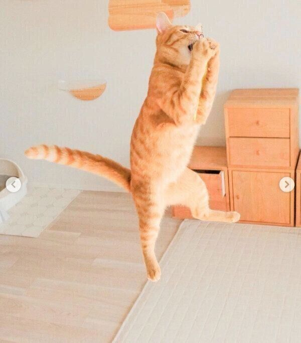 ジャンプするみゃおちゃん