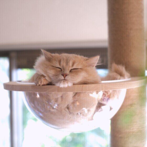 タワーで眠るしらたまちゃん（ラガマフィン）