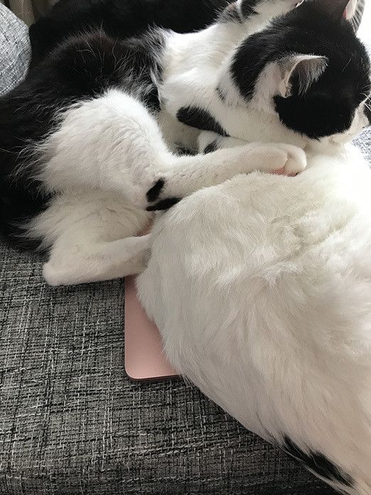 一体どこへ！？消えたMacの謎と猫