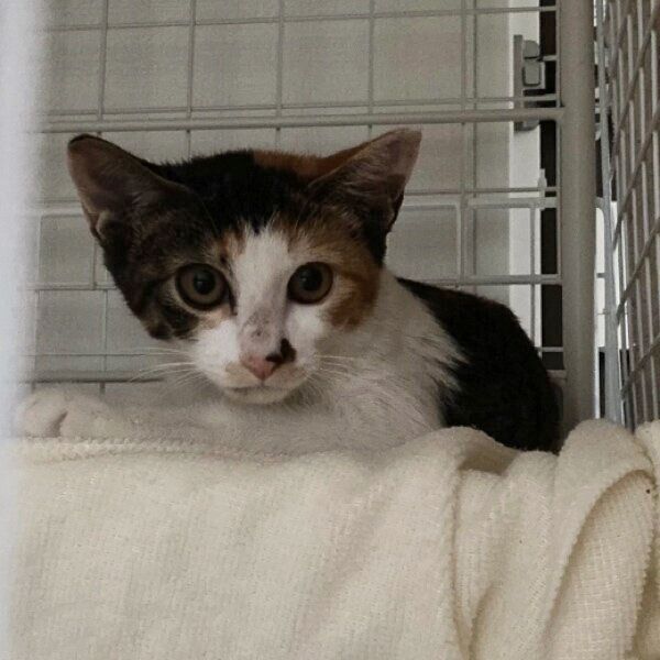 保護当時のむすびちゃん