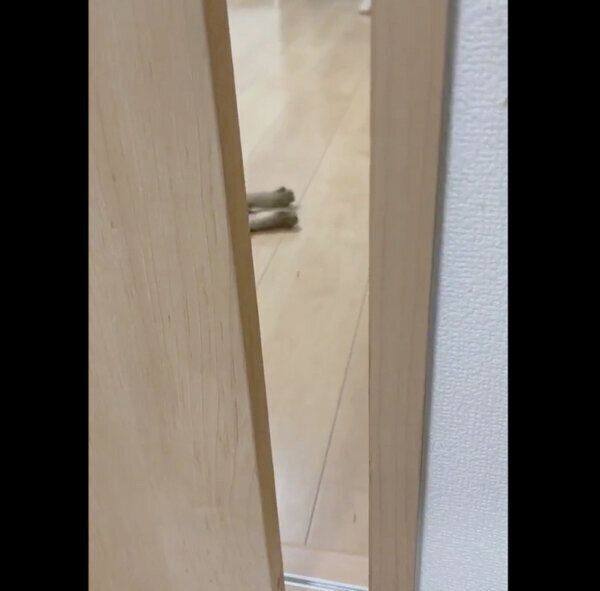 施術室の中に入りたい小豆ちゃん