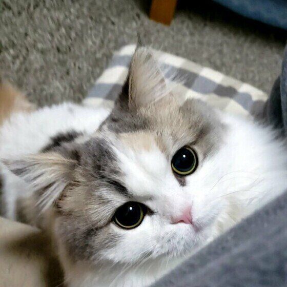 ラテちゃん（ミヌエット）