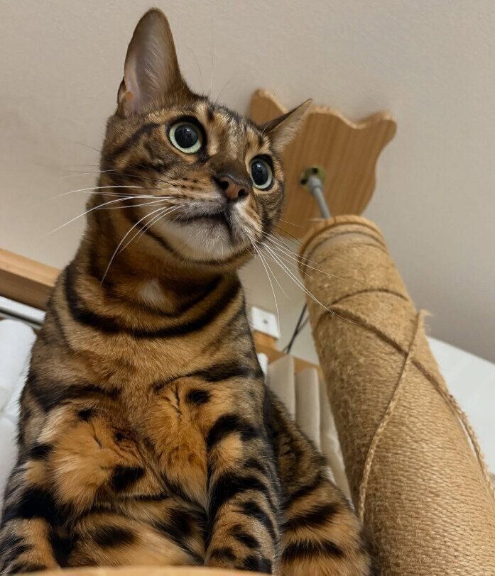 キャットタワーに登るベンガル