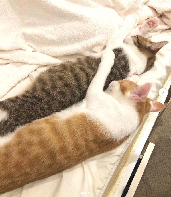 くっついて眠る椋くんと櫁くん