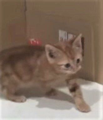 子猫のレイくん