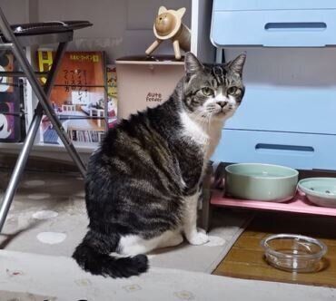 ねこ　リキちゃん