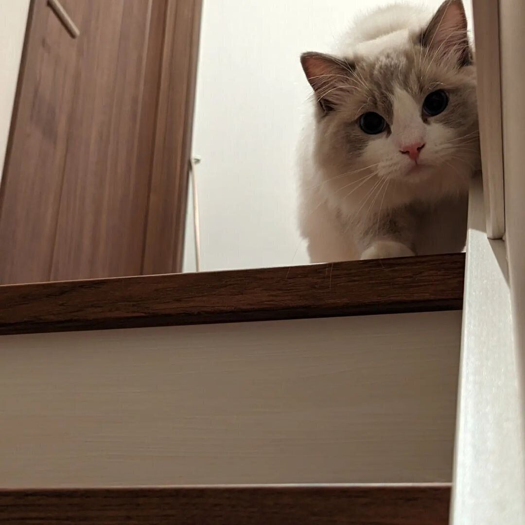 真剣なまなざしのアモルくん