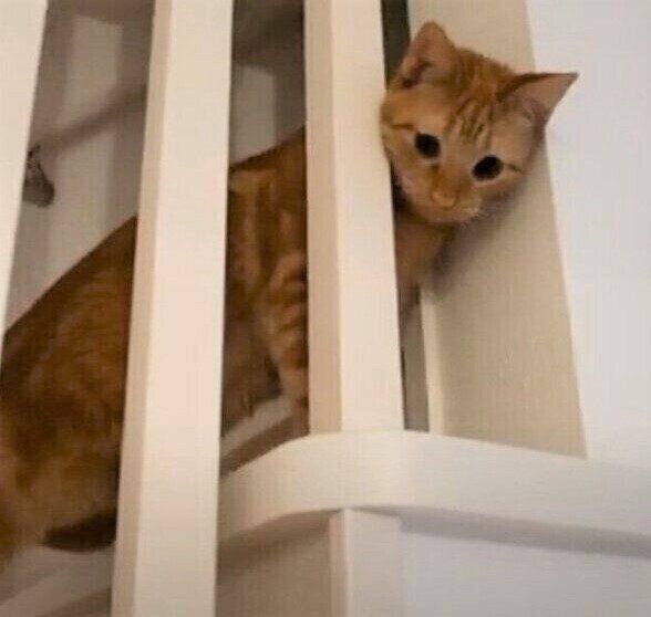 隙間からのぞく猫