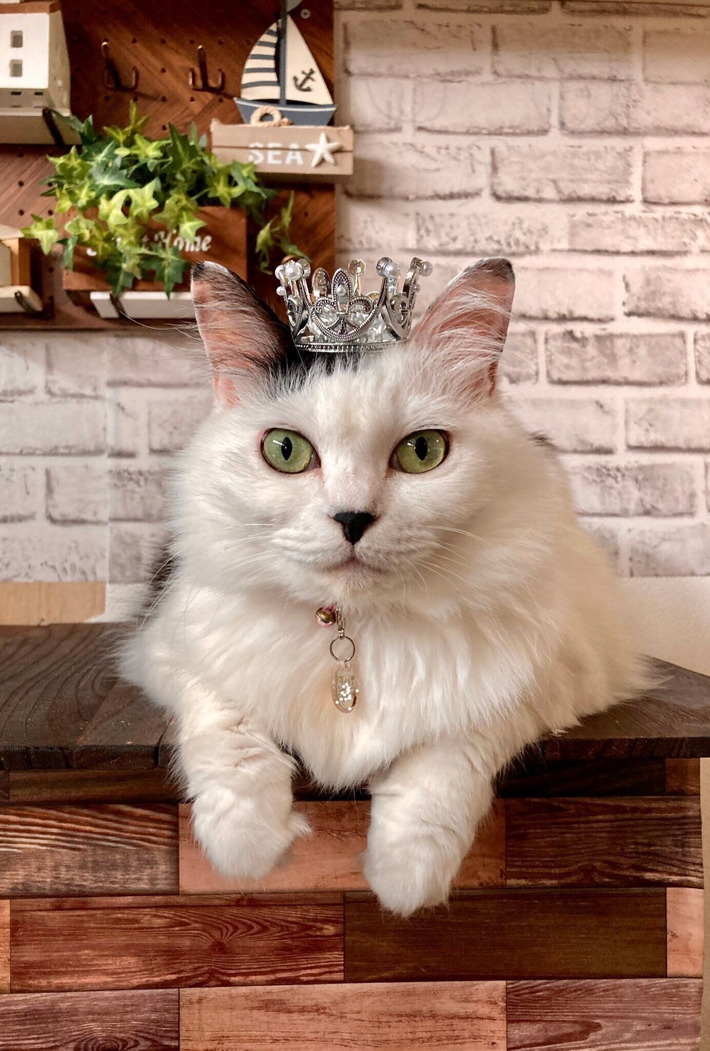 「モコちゃんは女王様みたい」冠をかぶる猫