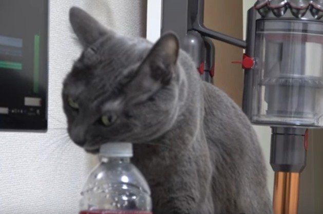 猫　ハムちゃん