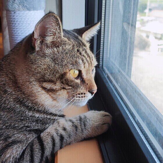 窓の外を眺めるキジトラ猫