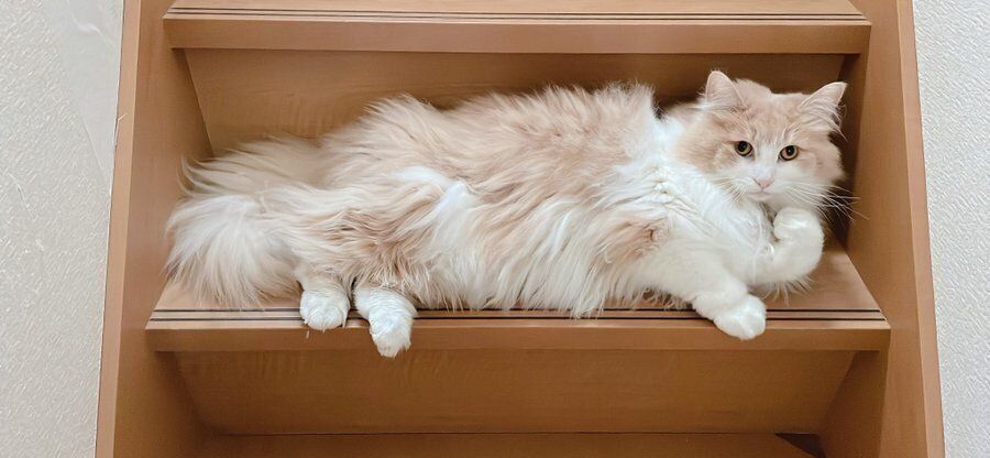 階段に横たわるまゆちゃん