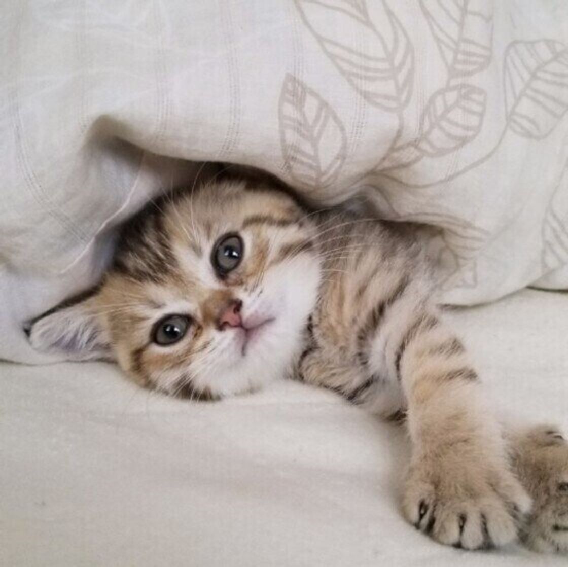 夜になると 密着してくる 猫が飼い主にくっついて寝たがる理由 ねこのきもちweb Magazine 夜になると 密着してくる 猫が飼い主にくっついて寝たがる理由 ねこのきもちweb Magazine