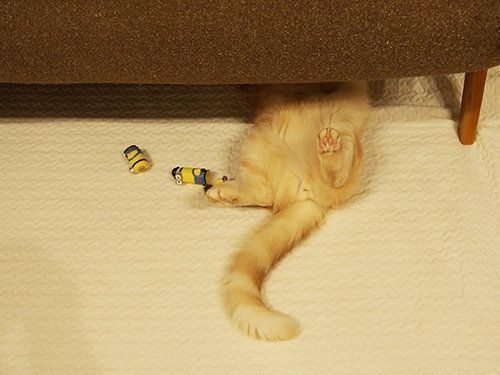 しっぽピーン！ 嬉しい時にする「うれしっぽ」 【マンチカンの