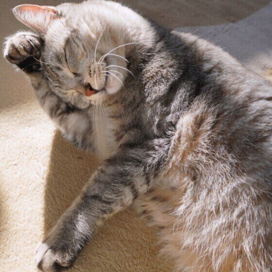 サバトラのにゃーちゃん