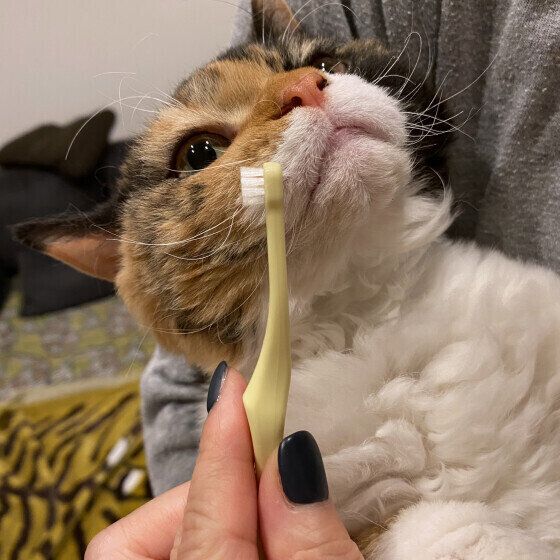 セルカークレックスの晴（ひより）ちゃん♪