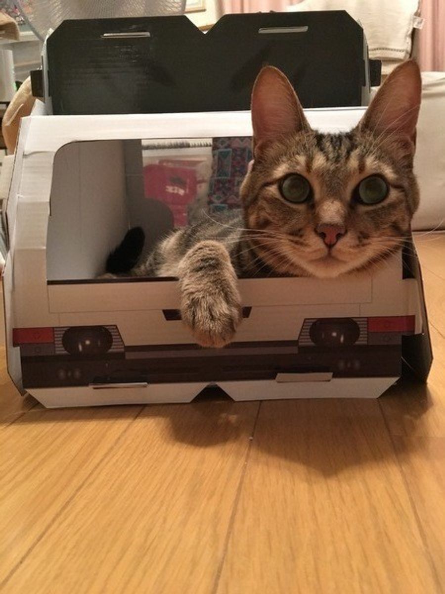 愛猫を連れて遠出したい 猫と長時間乗り物に乗る時の準備や注意点 ねこのきもちweb Magazine 愛猫を連れて遠出したい 猫と長時間乗り物に乗る時の準備や注意点 ねこのきもちweb Magazine