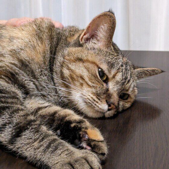 Mix（キジトラ）のあずきちゃん♪